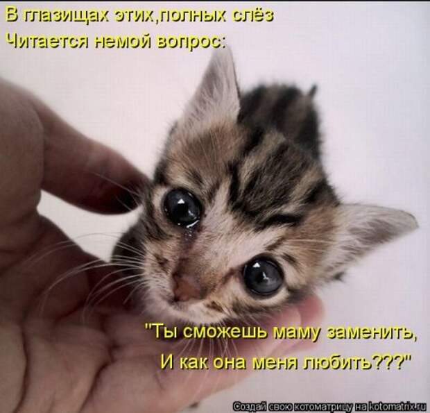 Новая котоматрица за неделю