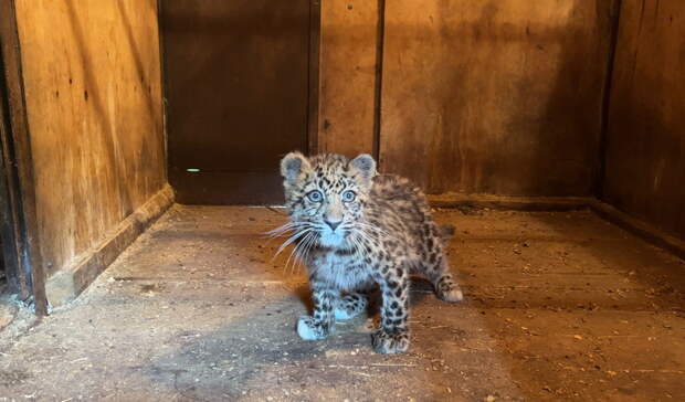Истощенного детеныша леопарда спасли в Приморье