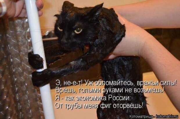 Котоматрицы(картинки с надписями)
