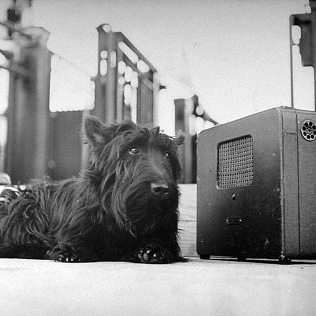 Собака президента Франклина Делано Рузвельта - Фала слышит голос своего хозяина. Американское чувство к Рузвельту было настолько личным, что даже его собака стала национальной фигурой. Весь Мир в объективе, ретро, фотографии