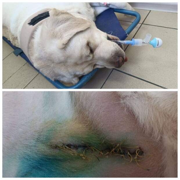 Хозяин агрессивных собак терроризирует двор во Владивостоке : жители бьют тревогу