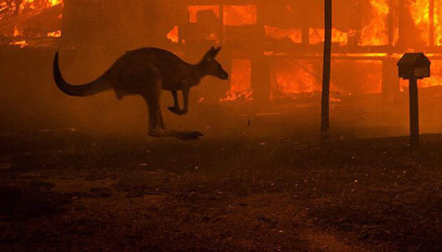 Самое популярное фото, сделанное во время пожаров в Австралии