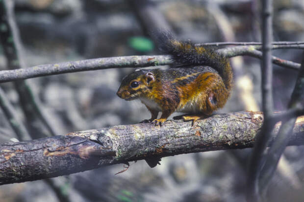 Nature: огненноногие белки оказались природным резервуаром вируса оспы обезьян