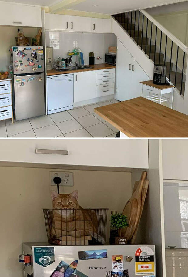 Неожиданные и странные места, в которых можно обнаружить котиков