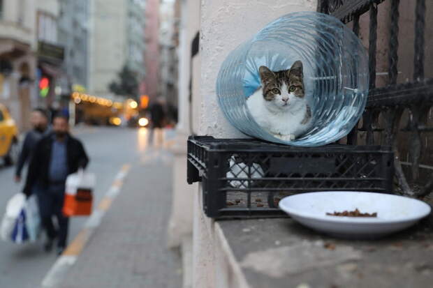 Стамбул: город котов