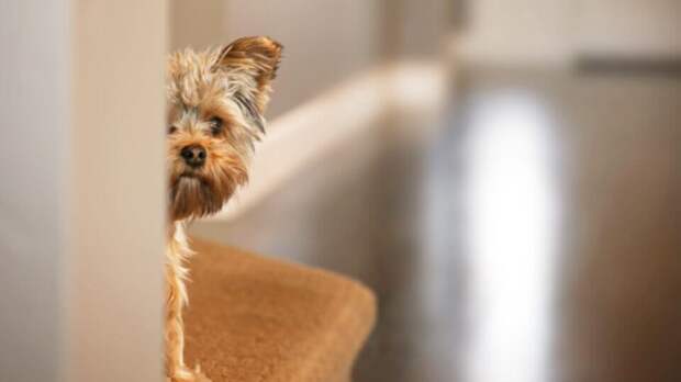 Я видел разных собак – застенчивых и общительных, наглых и чувствительных, обидчивых и терпеливых. Не видел только обычных. Фото Annette Shaff/Shutterstock Я видел разных собак – застенчивых и общительных, наглых и чувствительных, обидчивых и терпеливых. Не видел только обычных. Фото Annette Shaff/Shutterstock