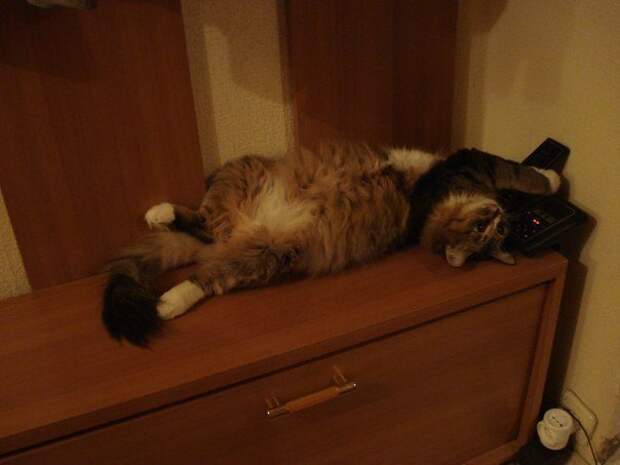 Тайный язык кошек