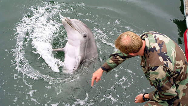 Тренировка боевого дельфина. Архивное фото