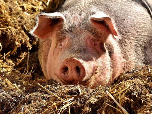 Нейрохирург Цуладзе: новость об оживлении свиней спустя час после смерти — фейк