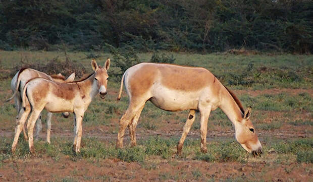 Фото: Куланы из Красной книги