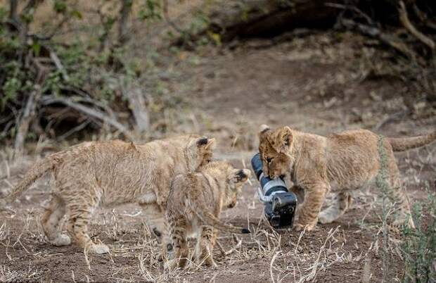 Львица подарила львятам игрушку за $2500 ботсвана, дорогая игрушка, животные, игрушка для львят, львы, национальный парк, фотоаппарат, что упало то пропало