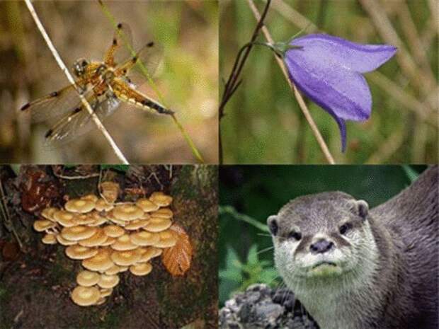 biodiversity