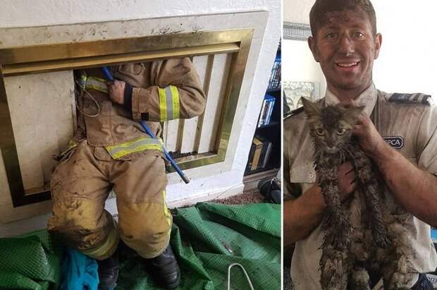 В Великобритании спасли застрявшего в дымоходе кота