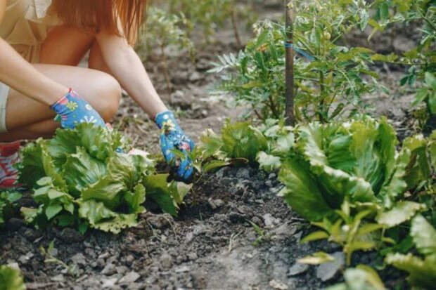 Чем заменить навоз на даче: простые и безопасные удобрения