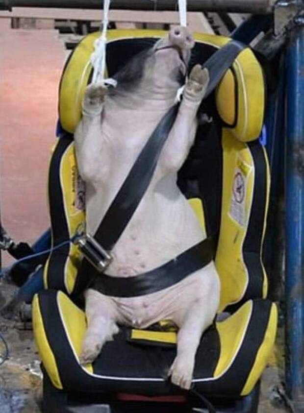 Результат пошуку зображень за запитом "в Китае используют живых свиней во время краш-тестов автомобилей"