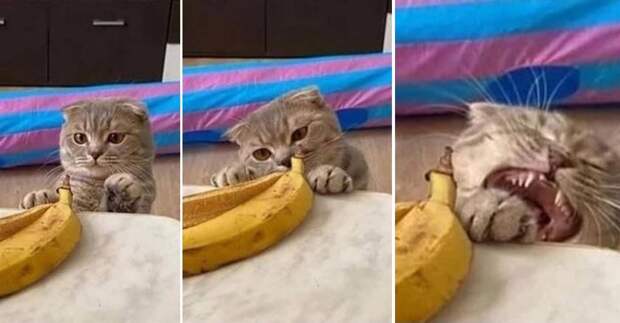 14 смешных фото, показывающих всю глубину отношений котиков и еды