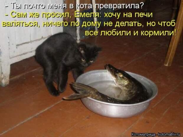 Котоматрицы (картинки с подписями)