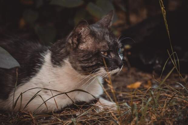 Котики всех стран, объединяйтесь! братья наши меньшие, город, дворовые кошки, кот, улица, уличные кошки, эстетика