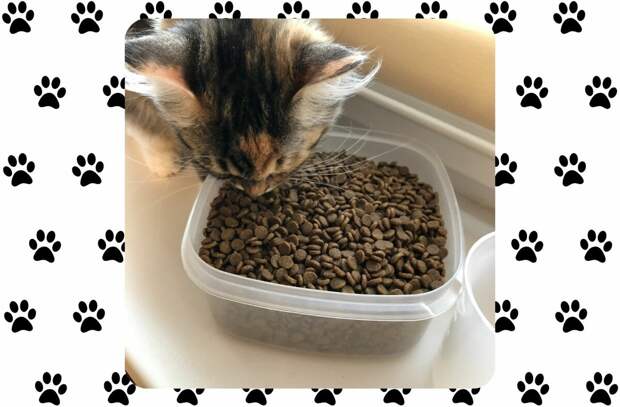 Надоедает ли кошкам есть одну и ту же еду и нужно ли её разнообразить?