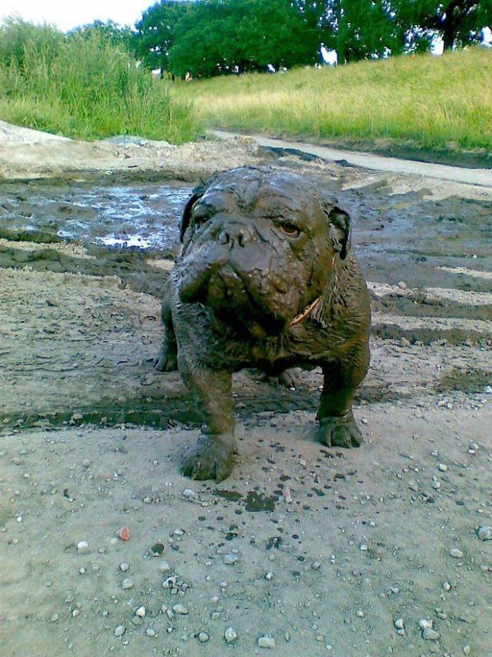 30 собак, чьи хозяева сильно пожалели, что отстегнули поводок