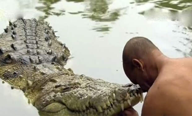 76 лет подряд крокодил ест только рис: он живет в пруде монастыря и отказывается принимать даже рыбу