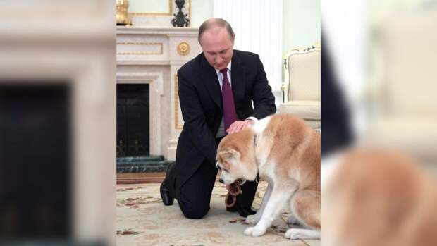 Японцы рассказали, как Путин сделал собак акита-ину популярными в России