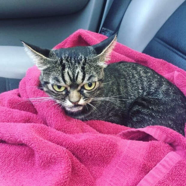 Встречайте новую Grumpy Cat по кличке Киця, которая выглядит ещё сварливее, чем её предшественница
