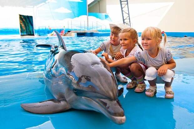 9. Посещение дельфинариев и передвижных цирков Поездки, путешествие, сафари, туризм