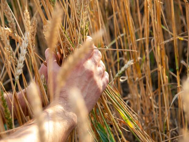Тюменская область нарастила товарооборот и импорт в страны СНГ