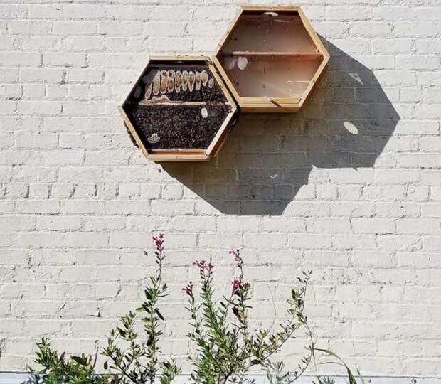 Одна компания придумала, как можно интегрировать пчелиные ульи в ваш домашний интерьер в мире, для дома, креатив, пчелы, улей, фантазия
