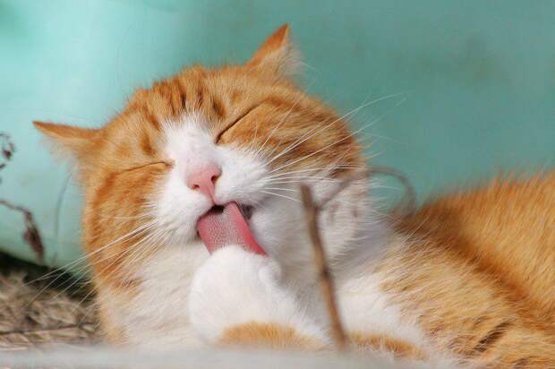 Кошка /фото: pixabay.com