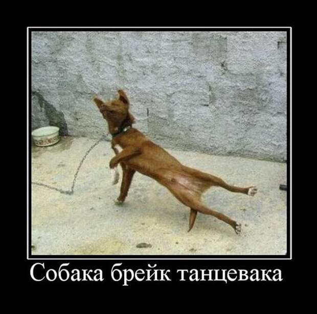 Забавные демотиваторы для любителей жанра (11 фото) Забавные демотиваторы для любителей жанра (11 фото)