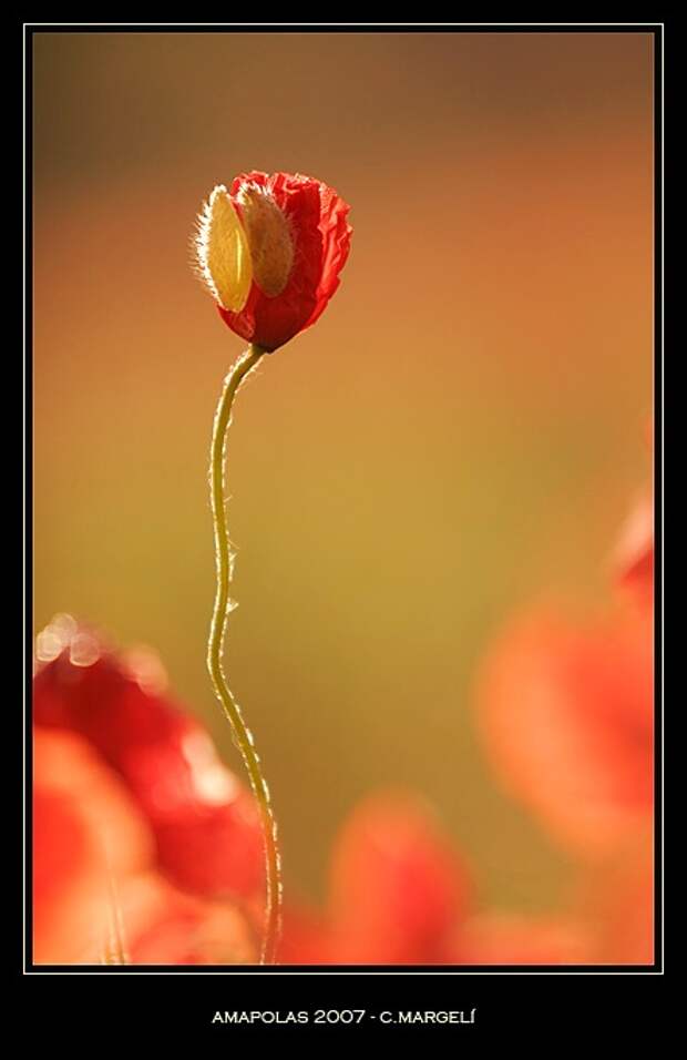 Amapolas 2007 / Poppies 2007