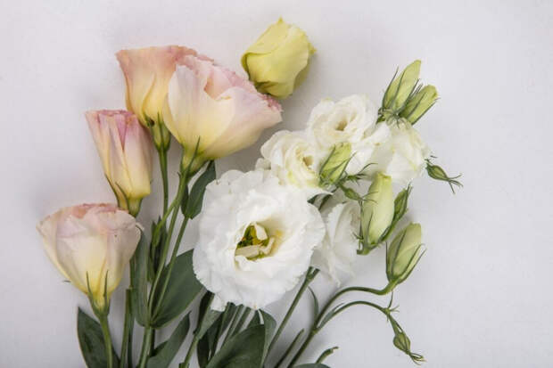 Хотите пышные кашпо и серебристые бордюры? Петуния, дихондра и цинерария ждут посева