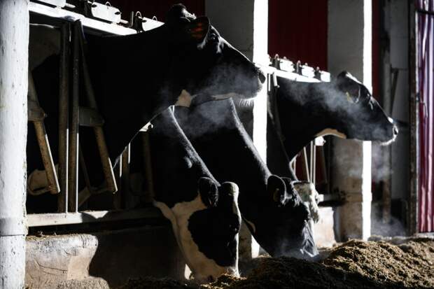 Господдержку российским фермерам решили урезать