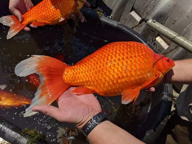 Жителей США попросили не выпускать в реки золотых рыбок: они вырастают огромными и вредят экосистеме