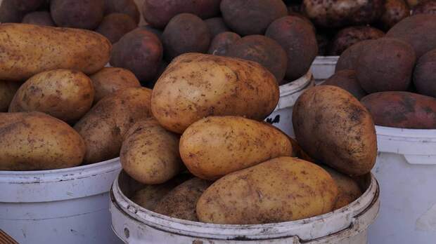 Агроном Маслов объяснил, как получить богатый урожай картофеля