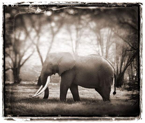 фотографии африки. Nick Brandt