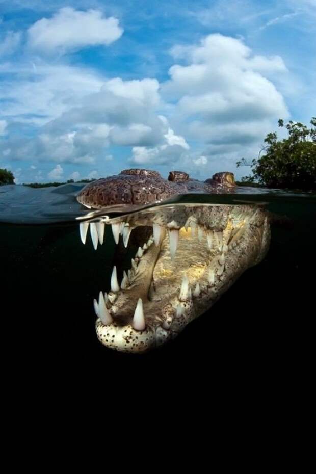 17 фото животных, сделанных в самый нужный момент