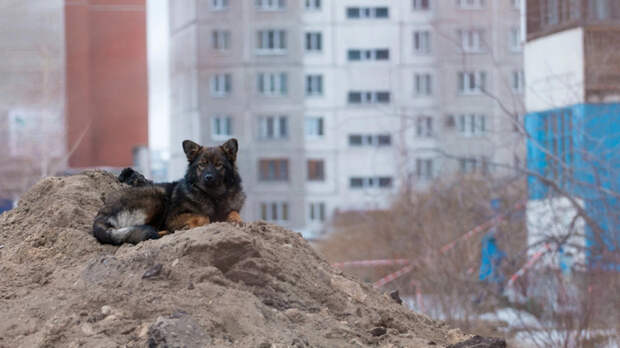 Собачья казнь. Эксперты – о том, нужно ли Алтайскому краю усыплять бездомных животных