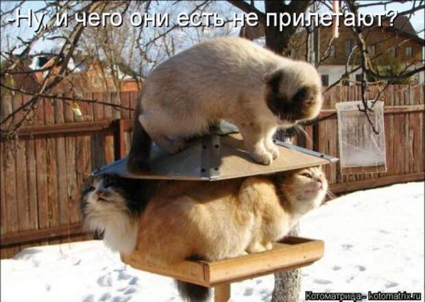 Новая котоматрица для настроения. Смотрим приколы