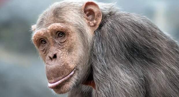 Установлен предок современных обезъян