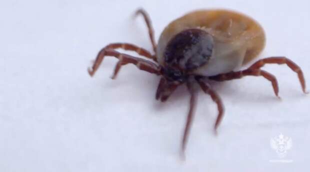 Петербург оказался в списке регионов РФ с наибольшим числом жертв клещей