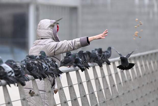 Россиян предупредили о штрафах за кормление голубей