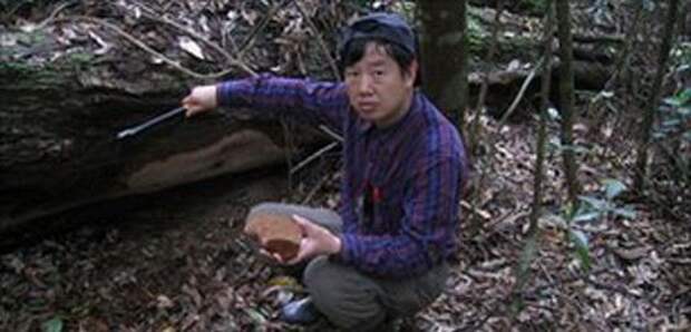 Самый большой гриб в мире нашли в Китае. Это был Fomitiporia ellipsoidea