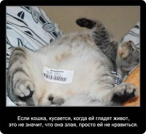 Факты о кошках в картинках
