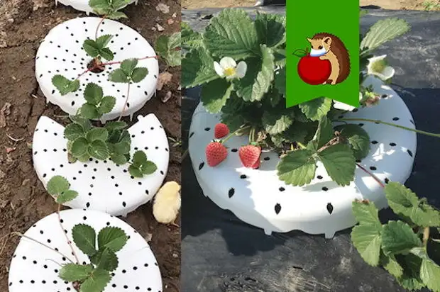Земля Для Клубники Купить В Москве