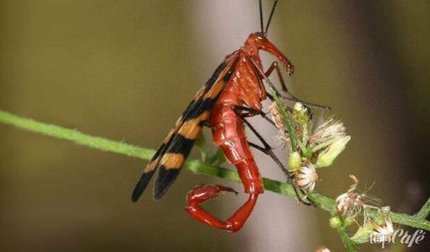 Скорпионнацы - одни из самых странных насекомых планеты