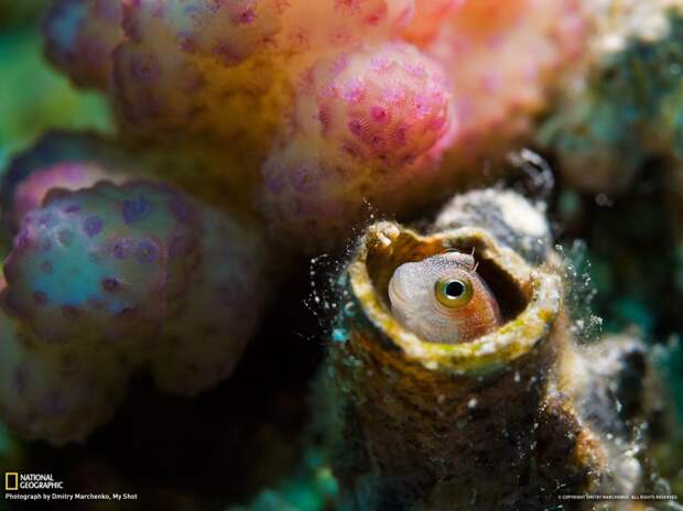 natgeowllpprs29 990x742 Обои для рабочего стола от National Geographic за апрель 2013