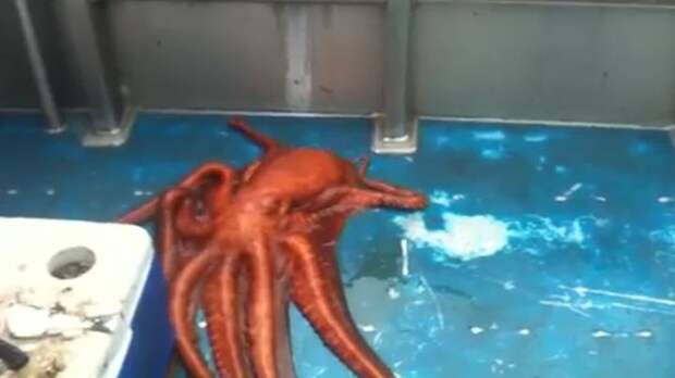 Картинки по запросу Рыбак снял побег огромного двухметрового осьминога через крохотную щель